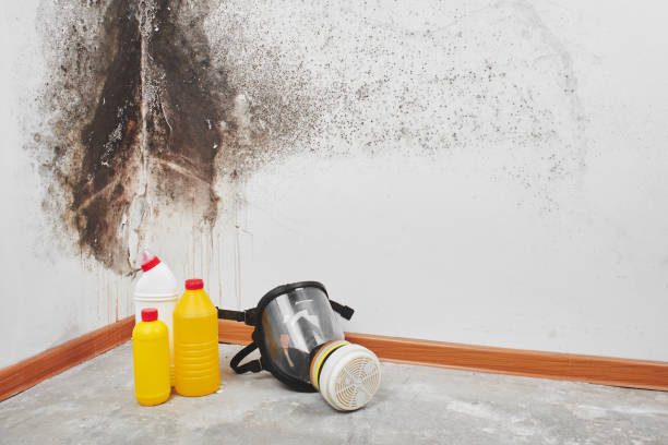 Best Attic Mold Removal  in Albany, CA