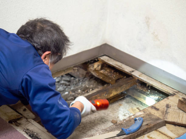 Best Mold Testing and Removal  in Albany, CA