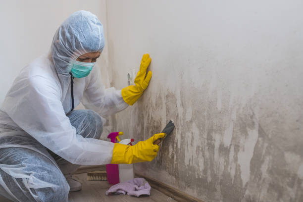 Best Local Mold Removal Service  in Albany, CA