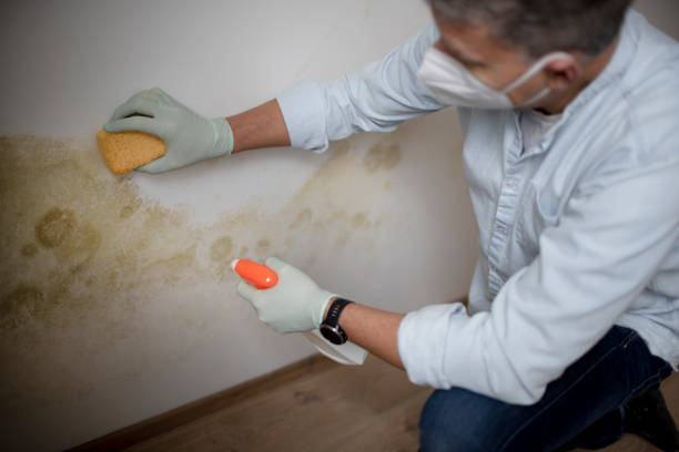 Best Fast Mold Removal  in Albany, CA