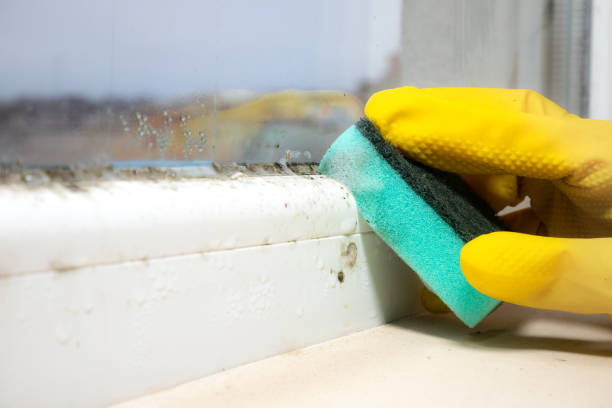 Mold Testing and Removal in Albany, CA