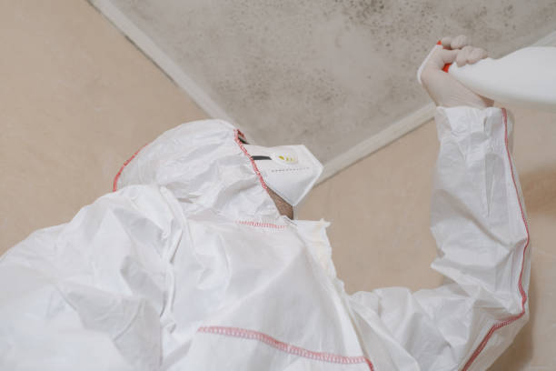 Best Commercial Mold Removal  in Albany, CA