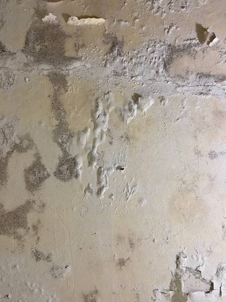 Best Certified Mold Removal  in Albany, CA