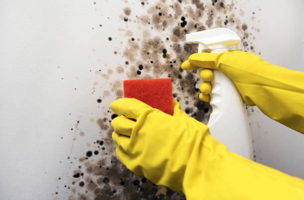 Best Mold Removal Company Near Me  in Albany, CA