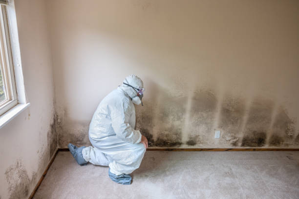 Best Home Mold Removal  in Albany, CA