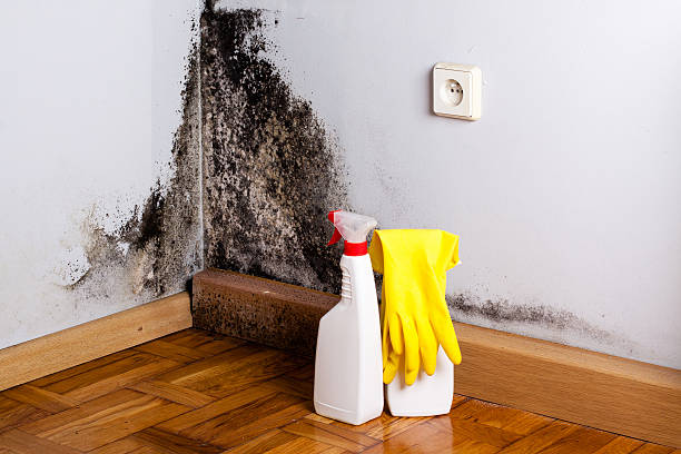 Best Mold Testing  in Albany, CA