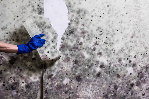 Best Same-Day Mold Removal  in Albany, CA