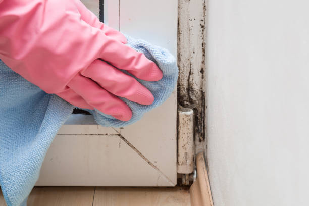 Trusted Albany, CA Mold Removal Experts