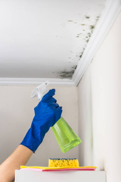 Best Emergency Mold Removal  in Albany, CA