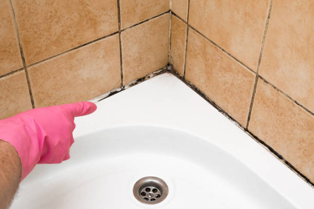 Best Certified Mold Removal  in Albany, CA