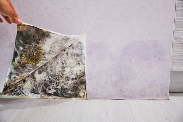 Albany, CA Mold Removal Company